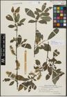 Foto von Salix myrsinifolia Salisb. x Salix phylicifolia L.